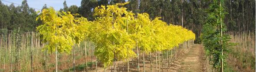 Plantas de Piadela - árboles ornamentales