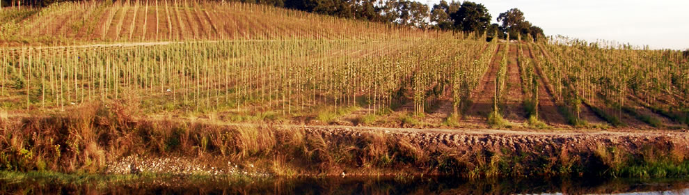 Plantas de Piadela - árboles ornamentales